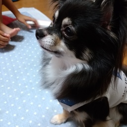 みぃ