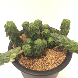 world-plants