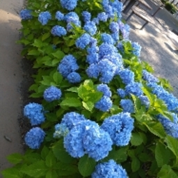 bluepearl