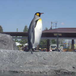 nashizoo