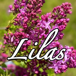 Lilas(リラ)