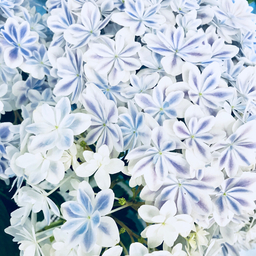 さとうor あらい