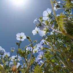 tulipano