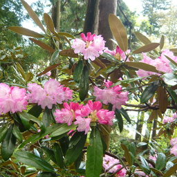 kurutohana