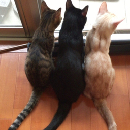 nekolele