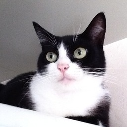 猫の手はうす