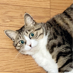 まがも