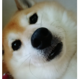 きのこ