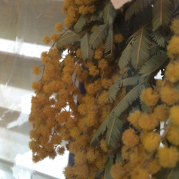 mimosa-s
