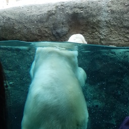 シロクマさん