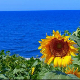 girasol~ﾋﾗｿｰﾙ~