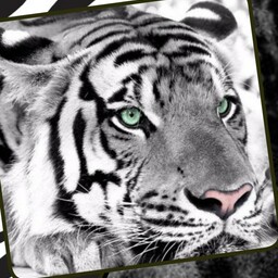 tigerzooshop