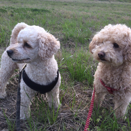 ばぁ〜ばちゃん