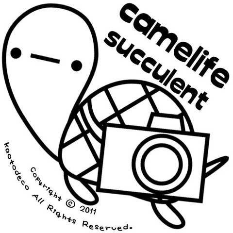 camelife2011