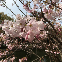 月うさぎ☆りよ