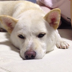 思い出の道化師