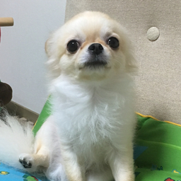 konominchan