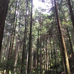 吉野Inc.
