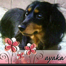 ayaka