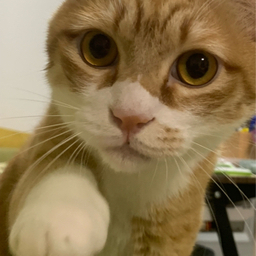 しましまねこ