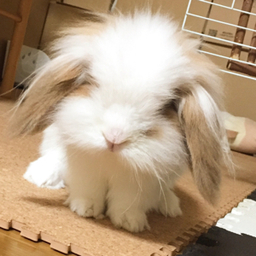 さもどん。