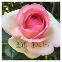 Ellen ★ Danica