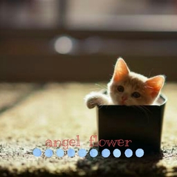 Angle  Flower