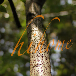 hihome