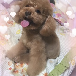 kumi-0615r