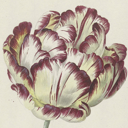 morikoflower