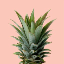 pine-napo
