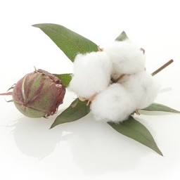 cotton