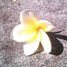 jasmine