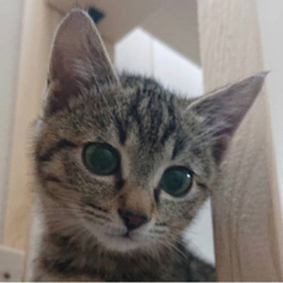 ねこやなぎ