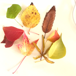ume-horihori