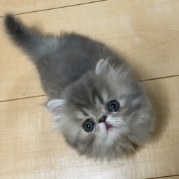 酔華