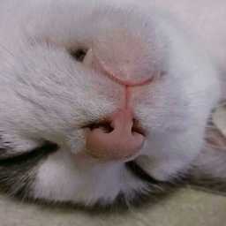 koalaneko