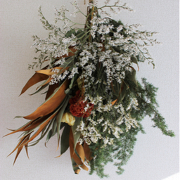 Eryngium