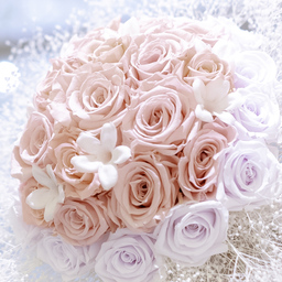 Star-Flora