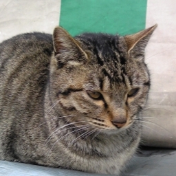usamimi-130