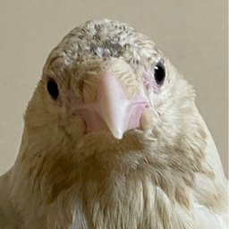 白いカラス