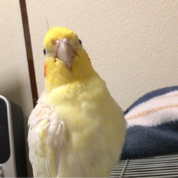 Radiant Dear