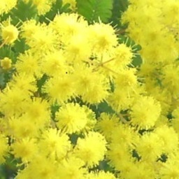 MIA.MIMOSA
