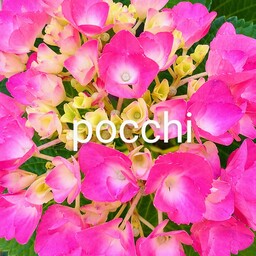 pocchi