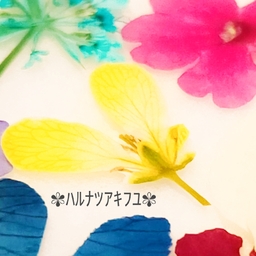 ✾ﾊﾙﾅﾂｱｷﾌﾕ✾