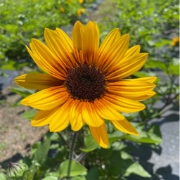 sunflower