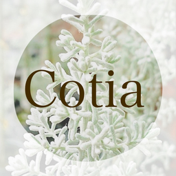 Cotia
