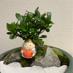 kaiun niwashi