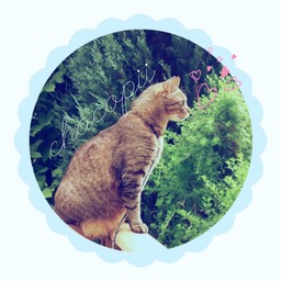 ＊chacopii ＊ちゃこぴぃ