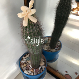 h*style